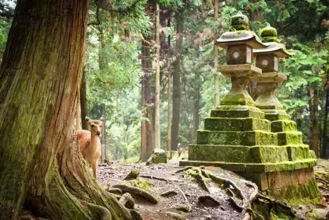 Nara Sika deers are sacred, and protected as National Treasures.