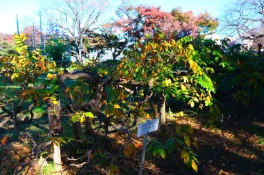 Culture de plantes à Koishikawa Shokubutsuen
