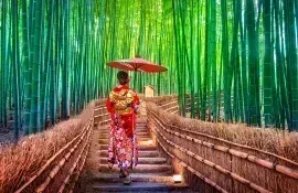Bamboo grove in Arashiyama : famous touristic site to visit in Kyoto