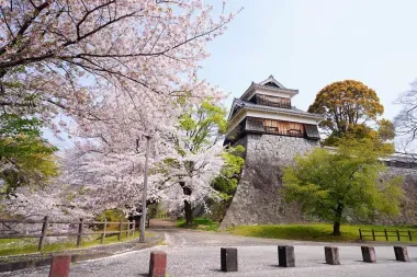 Cherry blossom in front of Kumamoto Castle grounds