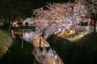 Matsumoto town at night during cherry blossoms