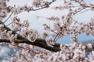 Cerisiers sur le mont Shiude