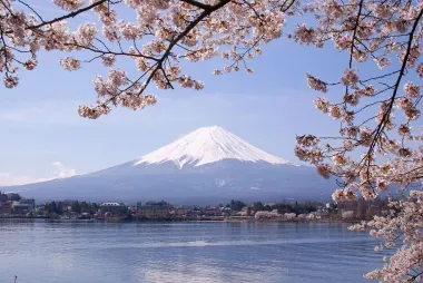 Lake Kawaguchiko Sakura Mont Fuji