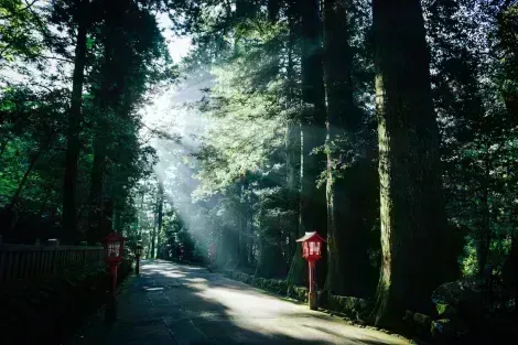 Komorebi on old Tokaido road in Hakone : the scattered light when sunlight shines through trees