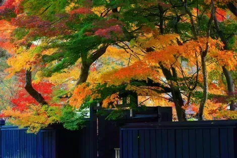 Kakunodate in Fall, Akita