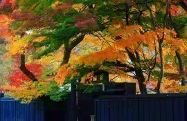 Kakunodate in Fall, Akita