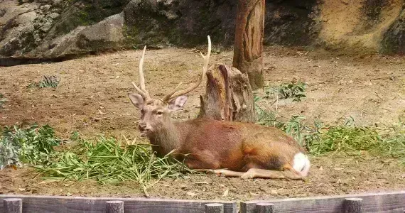 A deer laying on grass in a zoo enclosure